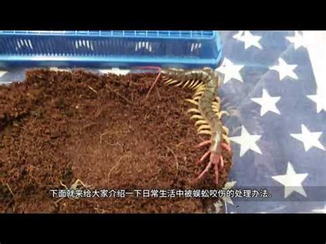 住家有蜈蚣|【住家出現蜈蚣】住家驚見蜈蚣出沒！教您如何防治居家蜈蚣問題。